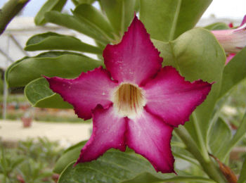 (image for) Adenium Obesum \'White Purple\' x 5 Seeds